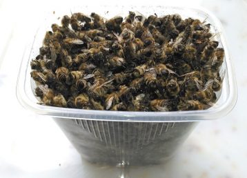 Купить пчелиный подмор во Владимире 4